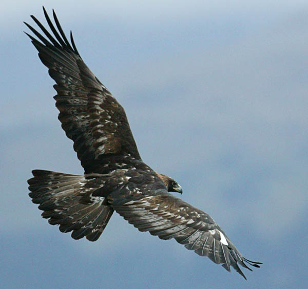Freedom Bird