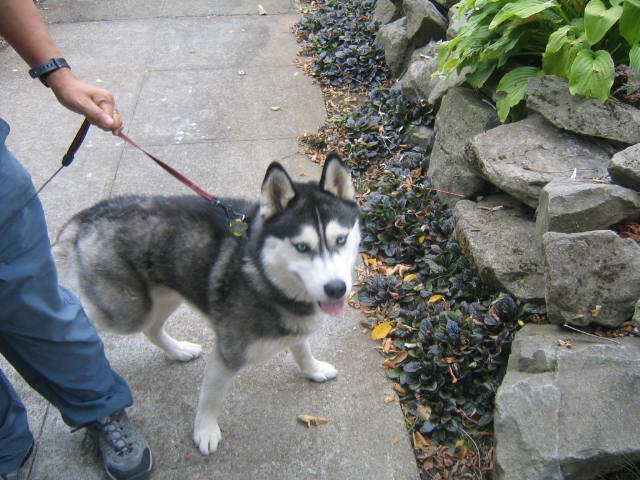 Siberian Husky